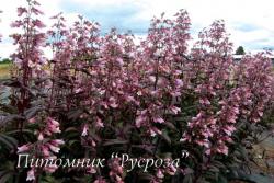 Пенстемон "Dark Towers" (Penstemon)