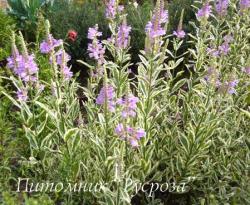 Физостегия виргинская variegata (Physostegia virginiana)