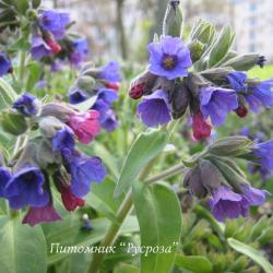 Медуница узколистная "Blaues Meer" (Pulmonaria angustifolia)