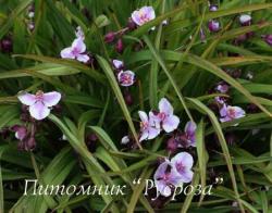 Традесканция "Bilberry Ice" (Tradescantia)