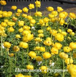 Купальница "Lemon Supreme" (Trollius)