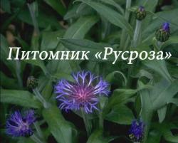 Василек горный "Grandiflora" (Сentaurea montana)