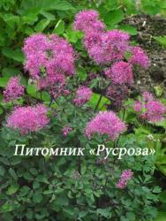 Василистник водосборолистный "Thundercloud" (Thalictrum aquilegiifolium)