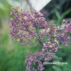 Василистник "Anne" (Thalictrum)