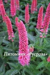 Вероника колосистая "First Love" (Veronica spicata)