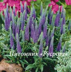 Вероника колосистая "Ulster Dwarf Blue" (Veronica spicata)