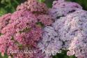 Тысячелистник обыкновенный "Rainbow Eding Blue" (Achillea millefolium)