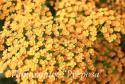 Тысячелистник обыкновенный "Inca Gold" (Achillea millefolium)