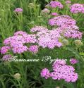 Тысячелистник обыкновенный "Lilac Beauty" (Achillea millefolium)