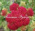 Тысячелистник обыкновенный "Red Velvet" (Achillea millefolium)