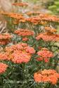 Тысячелистник обыкновенный "Walther Funcke" (Achillea millefolium)