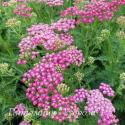 Тысячелистник обыкновенный "Rainbow Lightning Pink" (Achillea millefolium)