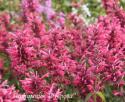 Лофант мексиканский ''Red Fortune" (Agastache mexicana)