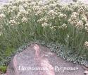 Кошачья лапка "Alba" (Antennaria dioica)