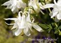 Аквилегия обыкновенная "Winky White and White" (Aquilegia vulgaris)