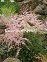 Астильба простолистная "Sprite" (Astilbe simplicifolia)