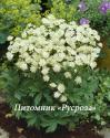 Астранция крупная "Snow Star" (Astrantia major)