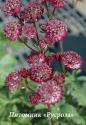 Астранция крупная "Star of Fire" (Astrantia major)