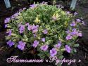 Обриета "Argenteovariegata" (Aubrieta)