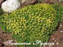 Азорелла трехвильчатая "Nana" (Azorella trifurcata)