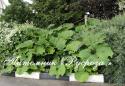 Белокопытник японский "Giganteus" (Petasites japonicus)