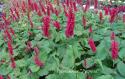 Горец свечевидный "JS Caliente" (Persicaria amplexicaulis)