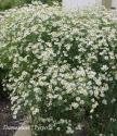 Болтония астровидная "Snowbank" (Boltonia asteroides) 