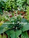 Бруннера крупнолистная "Betty Browring" (Brunnera macrophylla)