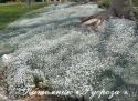 Ясколка войлочная (Cerastium tomentosum)