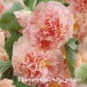 Шток-роза "Chater's Double Apricot"  (Alcea rosea)