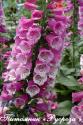 Наперстянка "Dalmation Rose" (Digitalis)