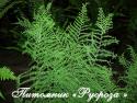 Щитовник мужской "Linearis Polydactyla" (Dryopteris filix-mas)