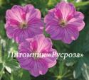 Герань "Blushing Turtle" (Geranium hybride)