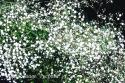 Гипсофила метельчатая "Bristol Fairy" (Gypsophila paniculata)