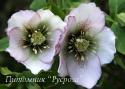 Морозник восточный "Winter Emotions Anemone Picotee" (Helleborus orientalis)