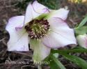 Морозник восточный "Winter Emotions Anemone Picotee" (Helleborus orientalis)