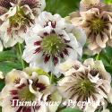 Морозник восточный "Double Ellen White Spotted" (Helleborus orientalis)