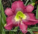 Лилейник "Silent Sentry" (Hemerocallis)