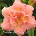 Лилейник "Siloam Double Classic" (Hemerocallis)