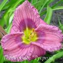 Лилейник "Siloam New Toy" (Hemerocallis)