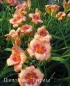 Лилейник "Strawberry Lace" (Hemerocallis)