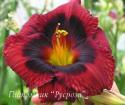 Лилейник "Velvet Eyes" (Hemerocallis)