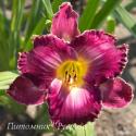 Лилейник "Viking Magic" (Hemerocallis)