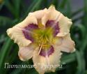 Лилейник "Visual Intrigue" (Hemerocallis)