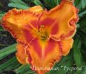 Лилейник "Volcano Queen" (Hemerocallis)