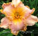 Лилейник "Spacecoast Starburst" (Hemerocallis)