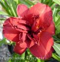 Лилейник "Double Firecracker" (Hemerocallis)