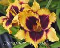 Лилейник "Eye on America" (Hemerocallis)