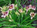 Лилейник "Sabine Baur" (Hemerocallis)