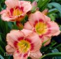 Лилейник "Strawberry Candy" (Hemerocallis)